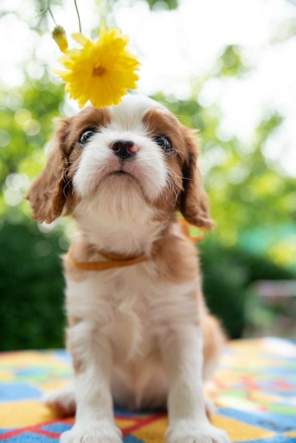 Scout Cavalier King Charles Spaniel