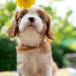 Scooby Cavalier King Charles Spaniel