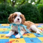 Scout Cavalier King Charles Spaniel