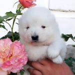 Shayla-female-Samoyed-puppy-for-sale-1