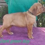Sebestian-male-dogue-de-bordeaux-puppy-for-sale01