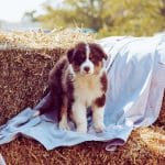 Silver-male-Australian-Shepherd-puppy-for-sale-1