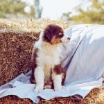 Silver-male-Australian-Shepherd-puppy-for-sale-4