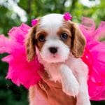 Sofia-female-Cavalier-King-Charles-Spaniel-puppy-for-sale-1