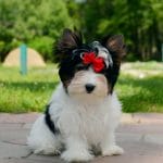 Solya-female-Biewer-puppy-for-sale-2