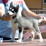 Soul-male-Siberian-Husky-puppy-for-sale-1