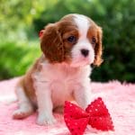 Stella-female-Cavalier-King-Charles-Spaniel-puppy-for-sale-1