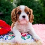 Stella-female-Cavalier-King-Charles-Spaniel-puppy-for-sale-2