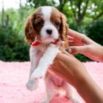 Stella-female-Cavalier-King-Charles-Spaniel-puppy-for-sale-3