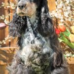 Abner-male-english-cocker-spaniel-puppy-for-sale01