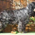Abner-male-english-cocker-spaniel-puppy-for-sale02