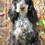 Abner-male-english-cocker-spaniel-puppy-for-sale03
