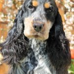 Abner-male-english-cocker-spaniel-puppy-for-sale04