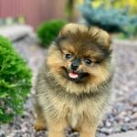 Absent-male-Pomeranian-puppy-for-sale-1