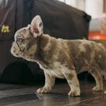 Albert-male-french-bulldog-puppy-for-sale04