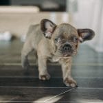 Alfred-male-french-bulldog-puppy-for-sale03