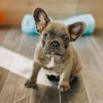 Alfred-male-french-bulldog-puppy-for-sale05