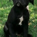 Aragorn-male-Cane-Corso-puppy-for-sale-2