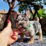 Banks-male-french-bulldog-puppy-for-sale02