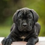 Bard-male-Cane-Corso-puppy-for-sale-3