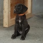 Danette-female-deutsch-drahthaar-puppy-for-sale05