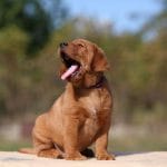 Eddi-male-Labrador-Retrivier-puppy-for-sale-2