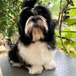 Emilio-male-Shih-Tzu-puppy-for-sale-1