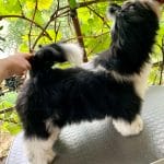 Emilio-male-Shih-Tzu-puppy-for-sale-3