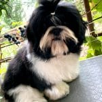 Emilio-male-Shih-Tzu-puppy-for-sale-4