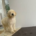Fido-male-goldendoodle-puppy-for-sale02