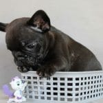 Fobos-male-French-bulldog-puppy-for-sale-1