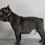 Fobos-male-French-bulldog-puppy-for-sale-3