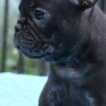 Fobos-male-French-bulldog-puppy-for-sale-4