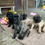 Fraser-male-cane-corso-puppy-for-sale01
