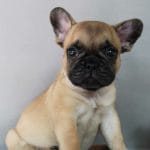 Freyr-male-French-bulldog-puppy-for-sale-1