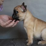 Freyr-male-French-bulldog-puppy-for-sale-4