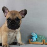 Freyr-male-French-bulldog-puppy-for-sale-5