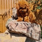 Hanz-male-Toy-Poodle-puppy-for-sale-1