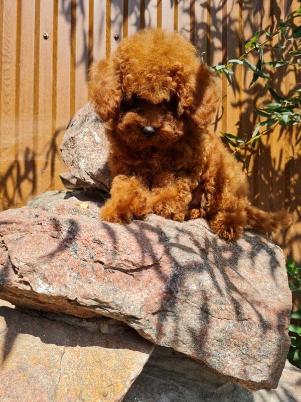 Hanz Toy Poodle
