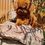 Hanz-male-Toy-Poodle-puppy-for-sale-2