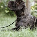 Lord-male-Cane-Corso-puppy-for-sale-1