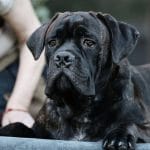 Lord-male-Cane-Corso-puppy-for-sale-4