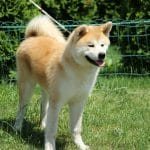 Montaro-male-Akita-puppy-for-sale-2