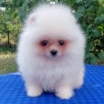 Paksa-female-Pomeranian-puppy-for-sale-1