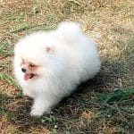 Paksa-female-Pomeranian-puppy-for-sale-3