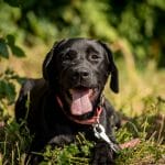 Pavlo-male-Labrador-Retriever-puppy-for-sale-2