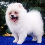 Penna-female-Pomeranian-puppy-for-sale-1