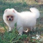 Penna-female-Pomeranian-puppy-for-sale-2