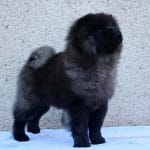 Revansh-male-Chow-Chow-puppy-for-sale-3