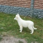 Stella-female-White-Swiss-Shepherd-puppy-for-sale-2